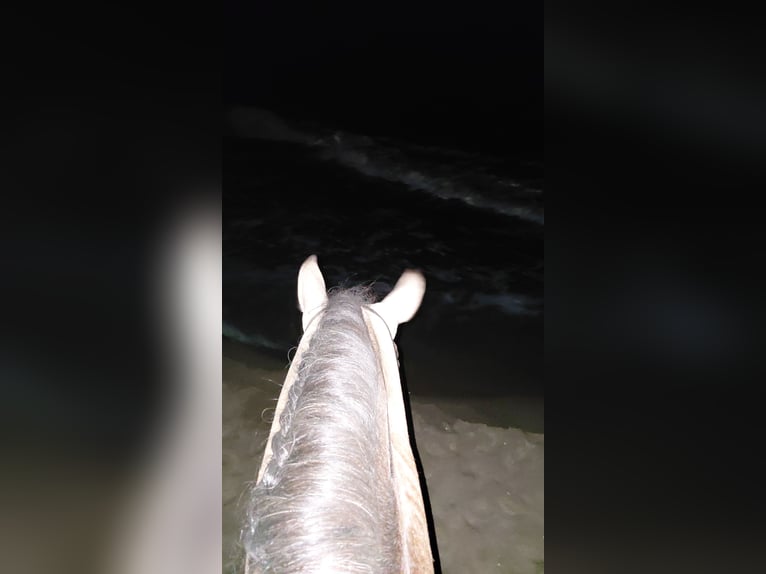 PRE Étalon 4 Ans 163 cm Isabelle in Torremolinos