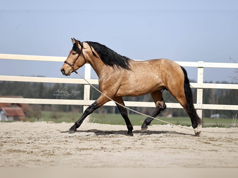 PRE Croisé Étalon 4 Ans 163 cm Isabelle in Niederstaufen