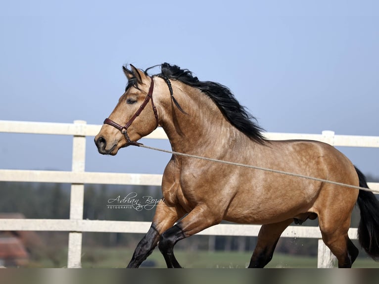 PRE Croisé Étalon 4 Ans 163 cm Isabelle in Niederstaufen