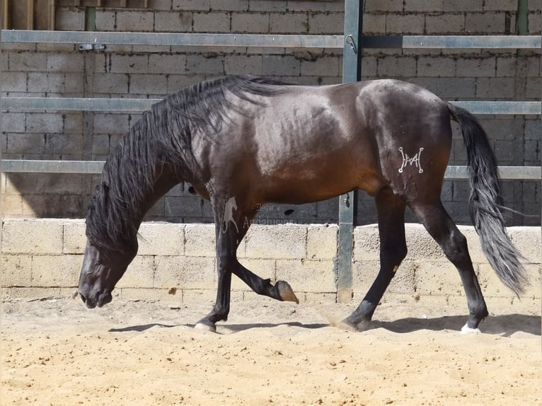 PRE Étalon 4 Ans 163 cm Noir in Provinz Malaga