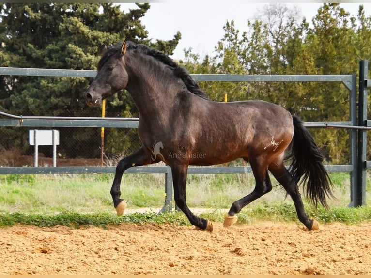 PRE Étalon 4 Ans 163 cm Noir in Provinz Malaga