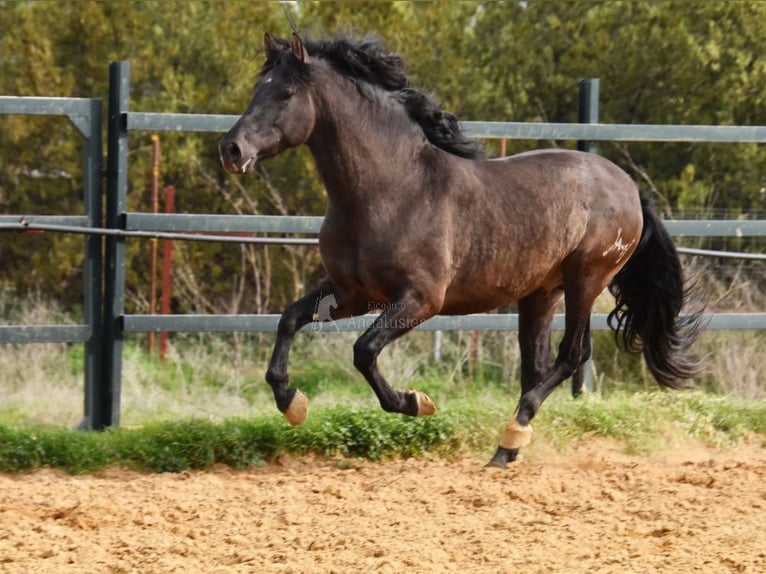 PRE Étalon 4 Ans 163 cm Noir in Provinz Malaga