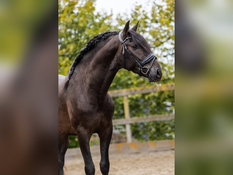 PRE Croisé Étalon 4 Ans 163 cm Noir in Sm