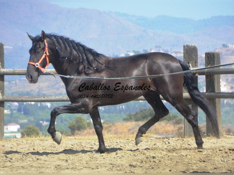 PRE Étalon 4 Ans 163 cm Noir in Vejer de la Frontera