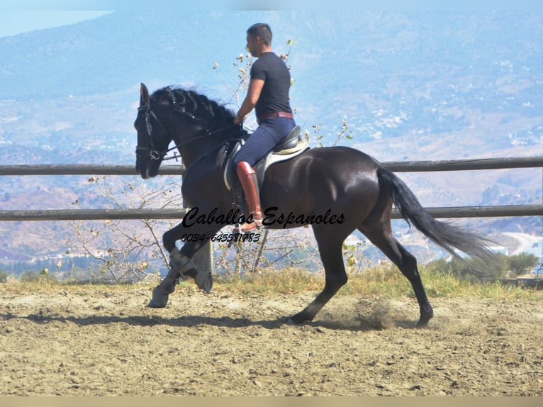 PRE Étalon 4 Ans 163 cm Noir in Vejer de la Frontera