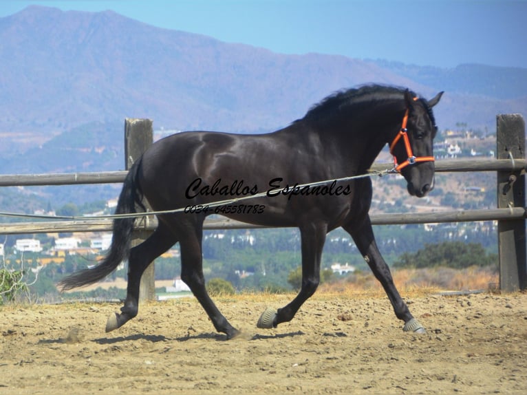 PRE Étalon 4 Ans 163 cm Noir in Vejer de la Frontera