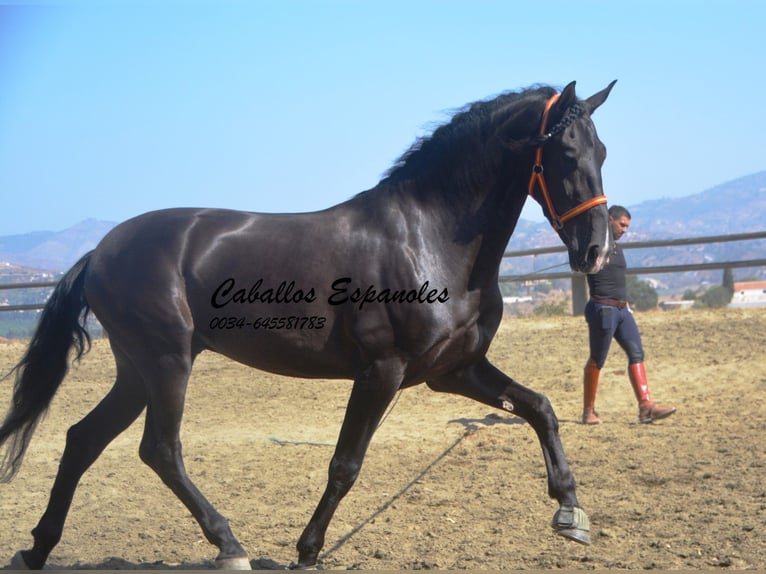 PRE Étalon 4 Ans 163 cm Noir in Vejer de la Frontera