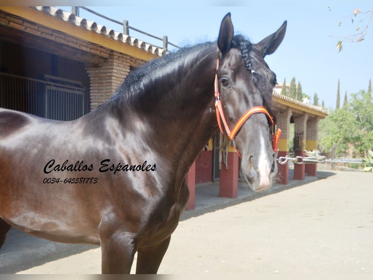 PRE Étalon 4 Ans 163 cm Noir in Vejer de la Frontera