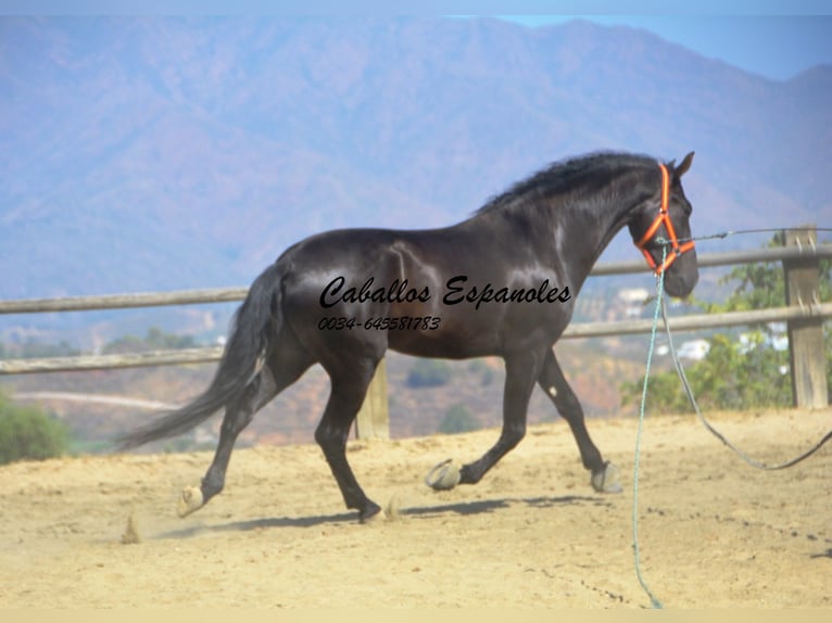 PRE Étalon 4 Ans 163 cm Noir in Vejer de la Frontera