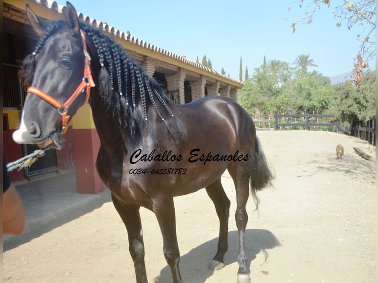 PRE Étalon 4 Ans 163 cm Noir in Vejer de la Frontera