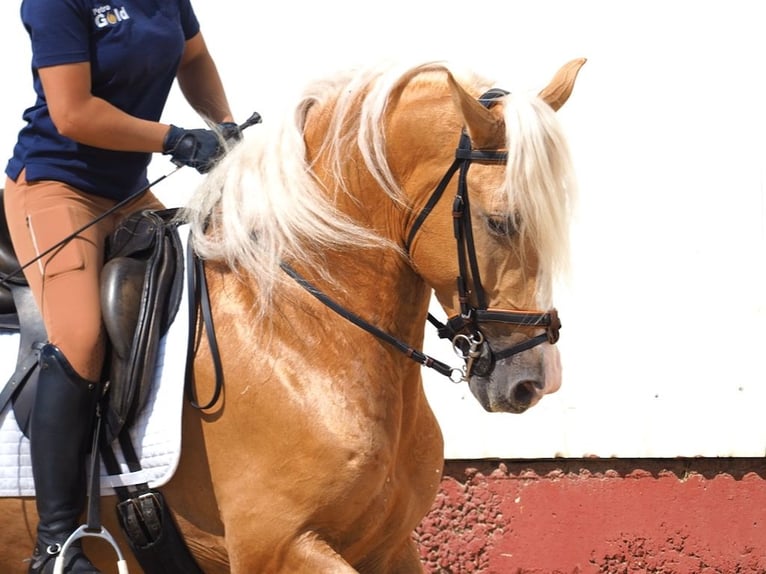 PRE Croisé Étalon 4 Ans 163 cm Palomino in Navas Del Madroño