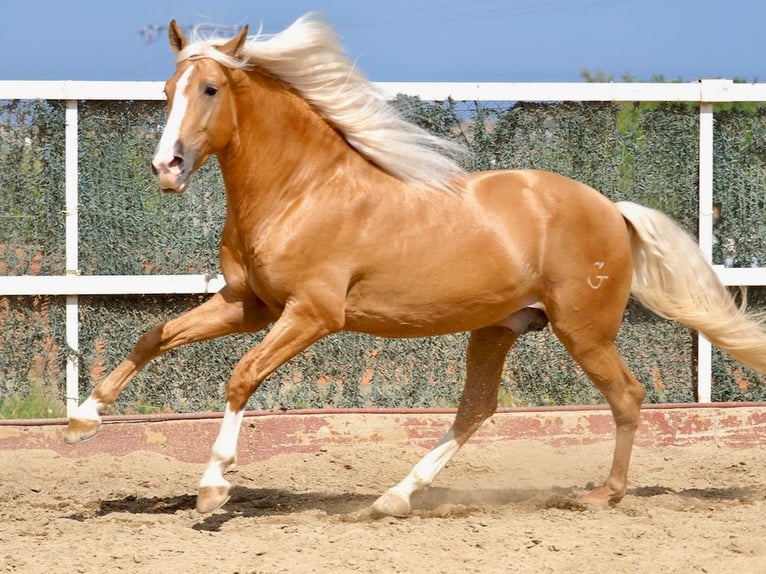 PRE Croisé Étalon 4 Ans 163 cm Palomino in Navas Del Madroño