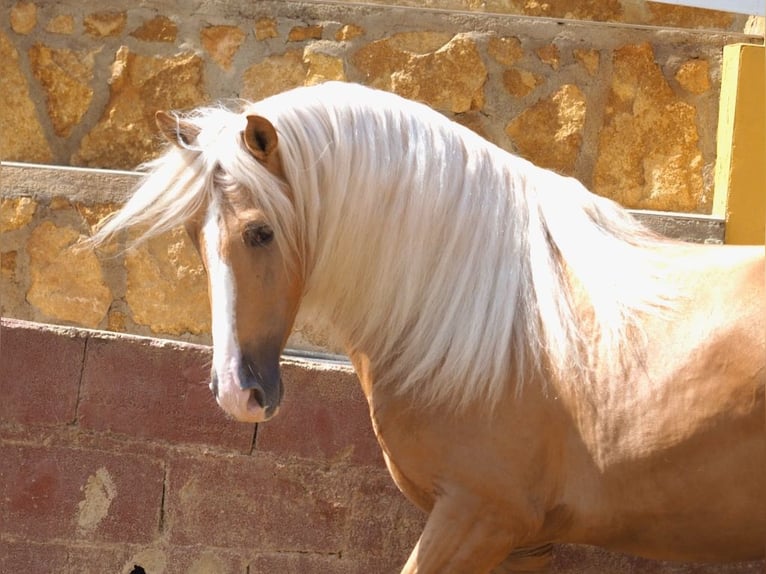 PRE Croisé Étalon 4 Ans 163 cm Palomino in Navas Del Madroño