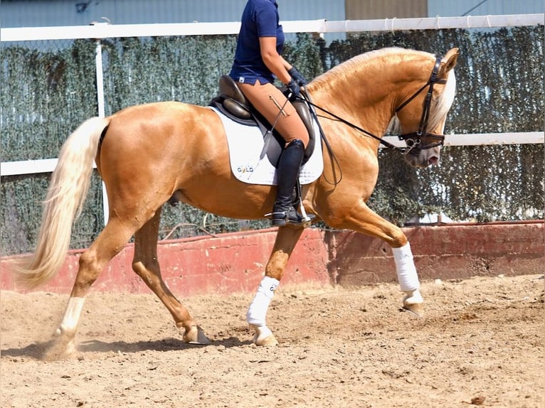 PRE Croisé Étalon 4 Ans 163 cm Palomino in Navas Del Madroño