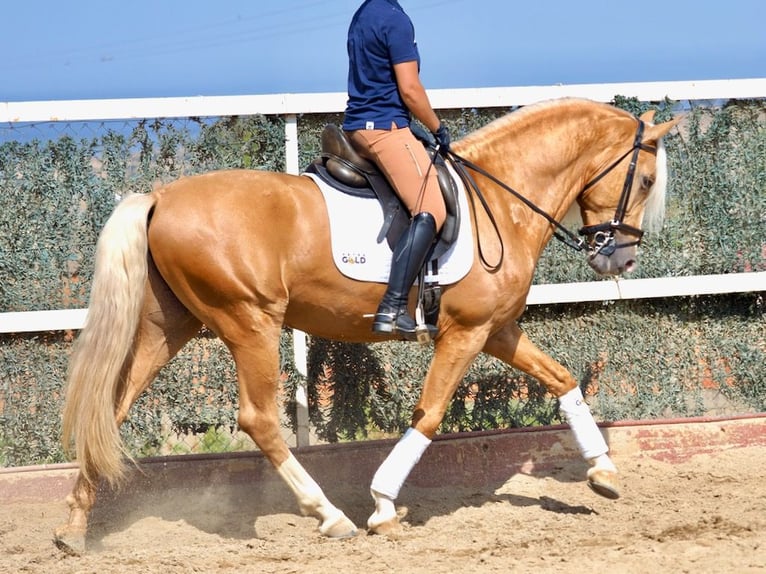 PRE Croisé Étalon 4 Ans 163 cm Palomino in Navas Del Madroño