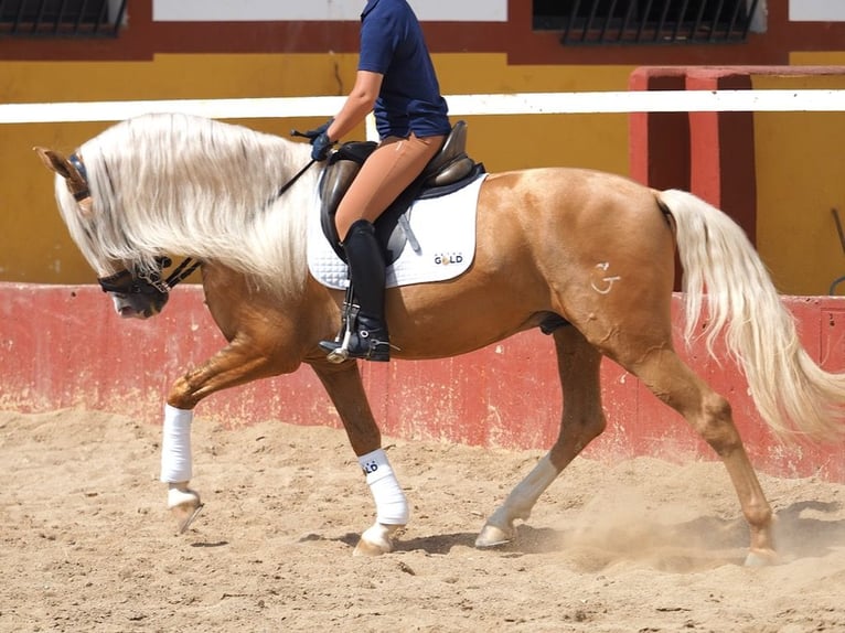 PRE Croisé Étalon 4 Ans 163 cm Palomino in Navas Del Madroño