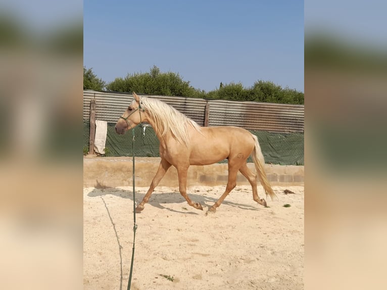 PRE Croisé Étalon 4 Ans 163 cm Palomino in Navarra