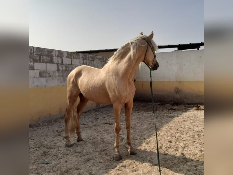 PRE Croisé Étalon 4 Ans 163 cm Palomino in Navarra