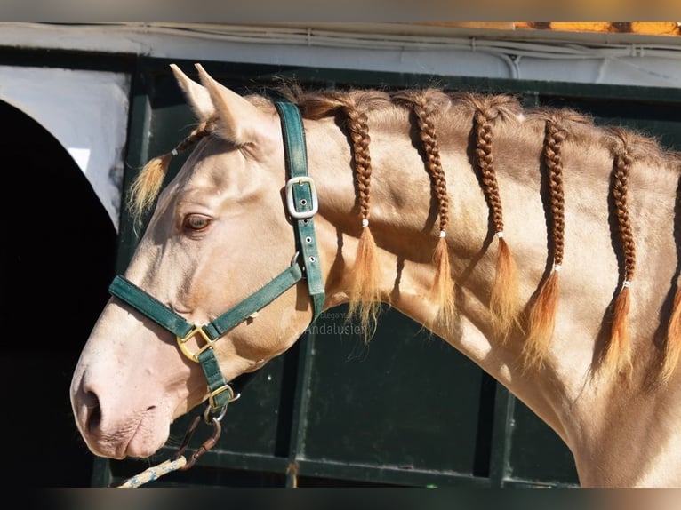 PRE Étalon 4 Ans 163 cm Perle in Provinz Cordoba
