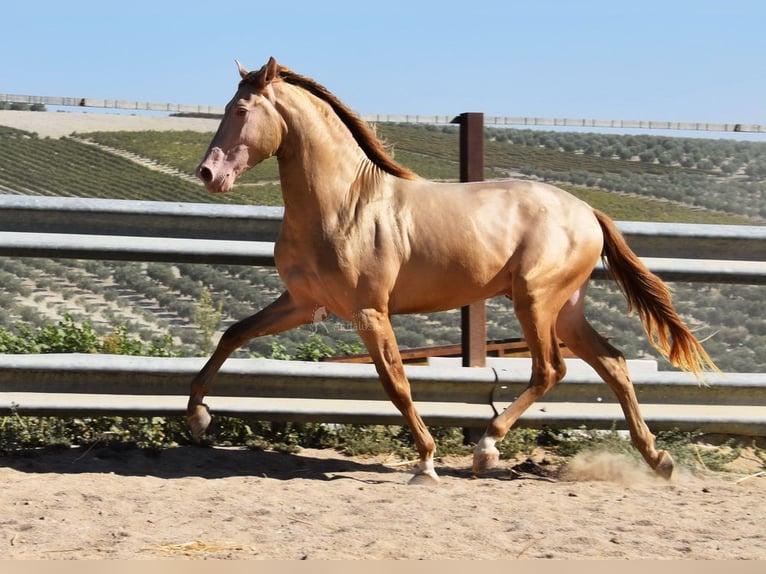 PRE Étalon 4 Ans 163 cm Perle in Provinz Cordoba