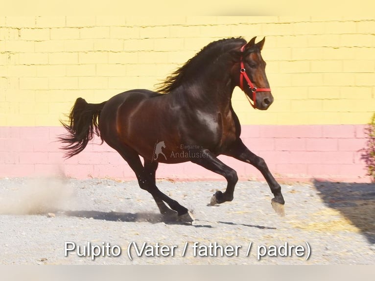 PRE Étalon 4 Ans 163 cm Perle in Provinz Cordoba