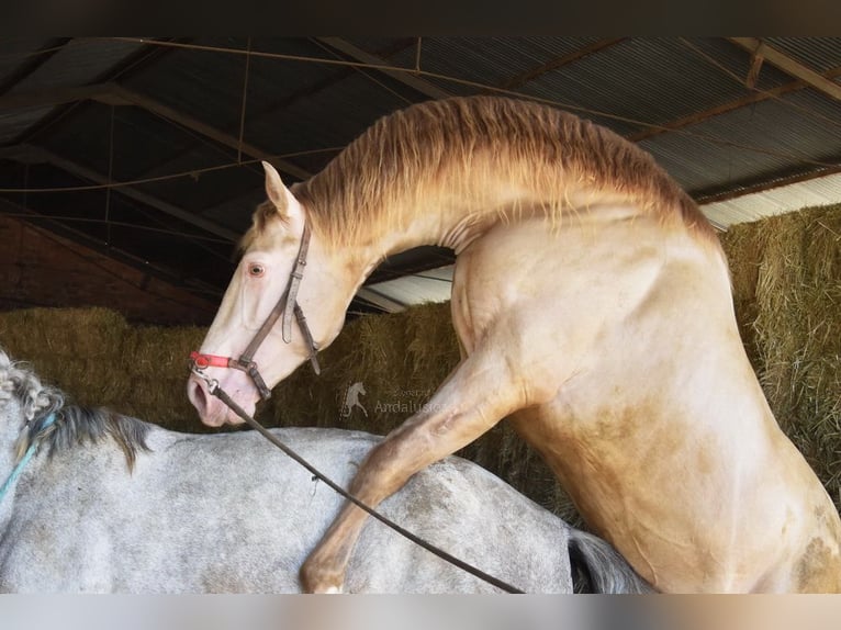 PRE Étalon 4 Ans 163 cm Perle in Provinz Cordoba