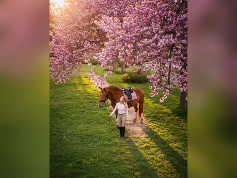 PRE Étalon 4 Ans 164 cm Alezan in Grebenhain