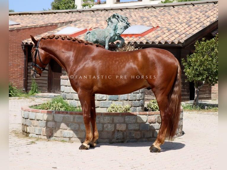PRE Croisé Étalon 4 Ans 164 cm Alezan in Santa Perpetua de Mogoda