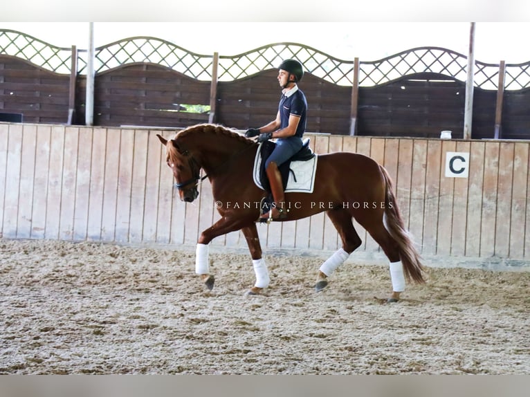 PRE Croisé Étalon 4 Ans 164 cm Alezan in Santa Perpetua de Mogoda