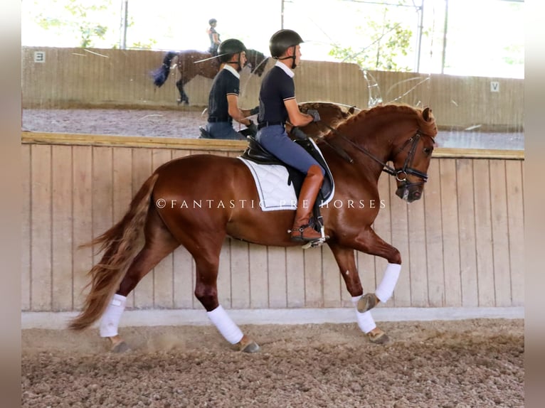 PRE Croisé Étalon 4 Ans 164 cm Alezan in Santa Perpetua de Mogoda