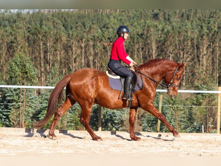 PRE Étalon 4 Ans 164 cm Alezan cuivré in Santa Maria (San Claudio)