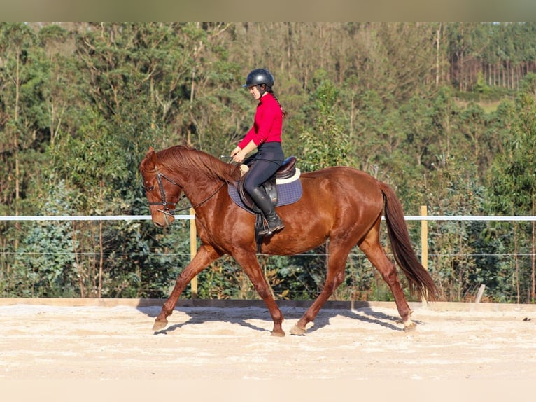 PRE Étalon 4 Ans 164 cm Alezan cuivré in Santa Maria (San Claudio)