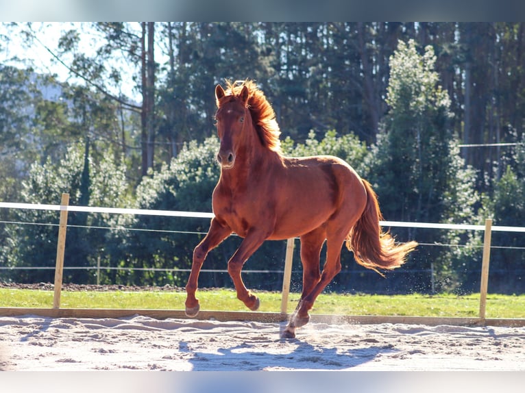 PRE Étalon 4 Ans 164 cm Alezan cuivré in Santa Maria (San Claudio)