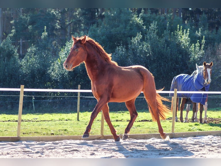 PRE Étalon 4 Ans 164 cm Alezan cuivré in Santa Maria (San Claudio)