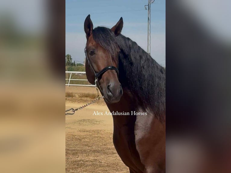 PRE Croisé Étalon 4 Ans 164 cm Bai brun in Sevilla