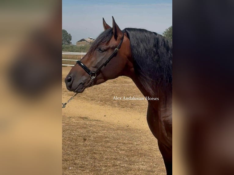 PRE Croisé Étalon 4 Ans 164 cm Bai brun in Sevilla