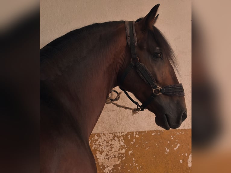 PRE Croisé Étalon 4 Ans 164 cm Bai brun in Martfeld