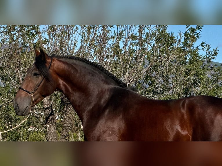 PRE Croisé Étalon 4 Ans 164 cm Bai brun in Martfeld