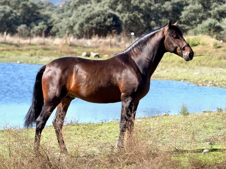 PRE Croisé Étalon 4 Ans 164 cm Bai in Navas Del Madroño