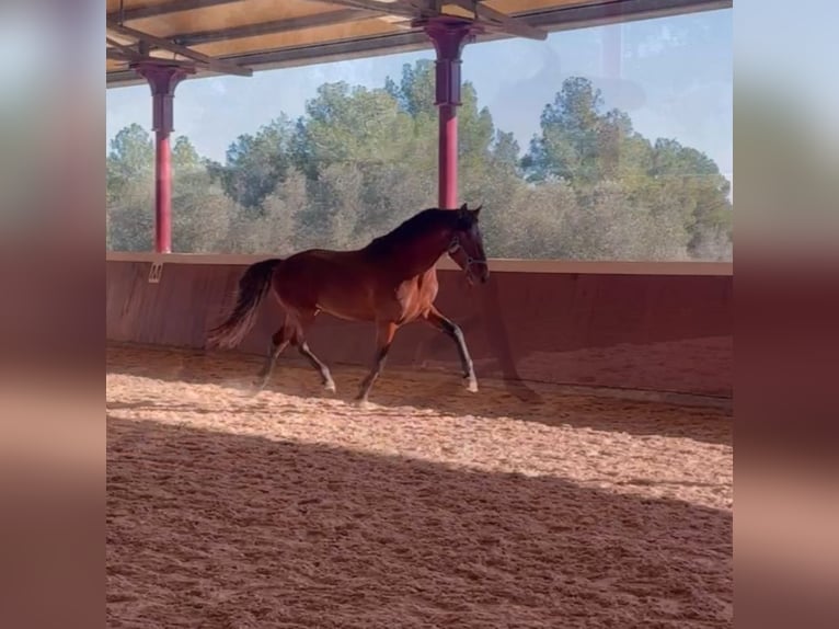 PRE Croisé Étalon 4 Ans 164 cm Bai in El Catllar