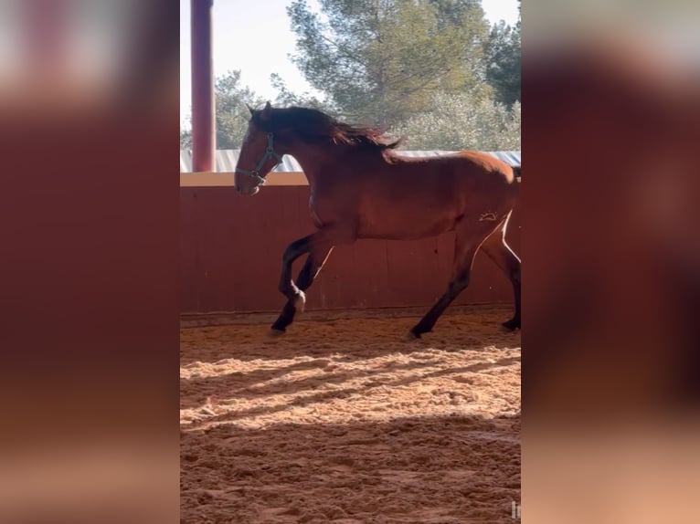 PRE Croisé Étalon 4 Ans 164 cm Bai in El Catllar