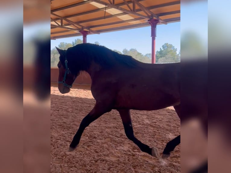 PRE Croisé Étalon 4 Ans 164 cm Bai in El Catllar