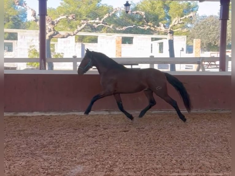 PRE Croisé Étalon 4 Ans 164 cm Bai in El Catllar