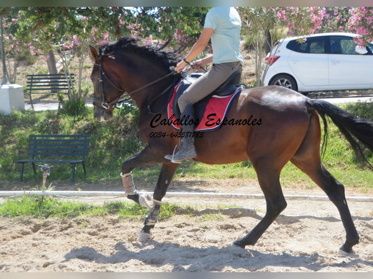 PRE Étalon 4 Ans 164 cm Bai in Vejer de la Frontera