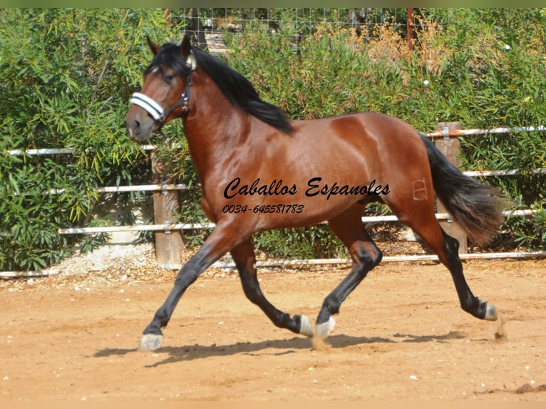 PRE Étalon 4 Ans 164 cm Bai in Vejer de la Frontera