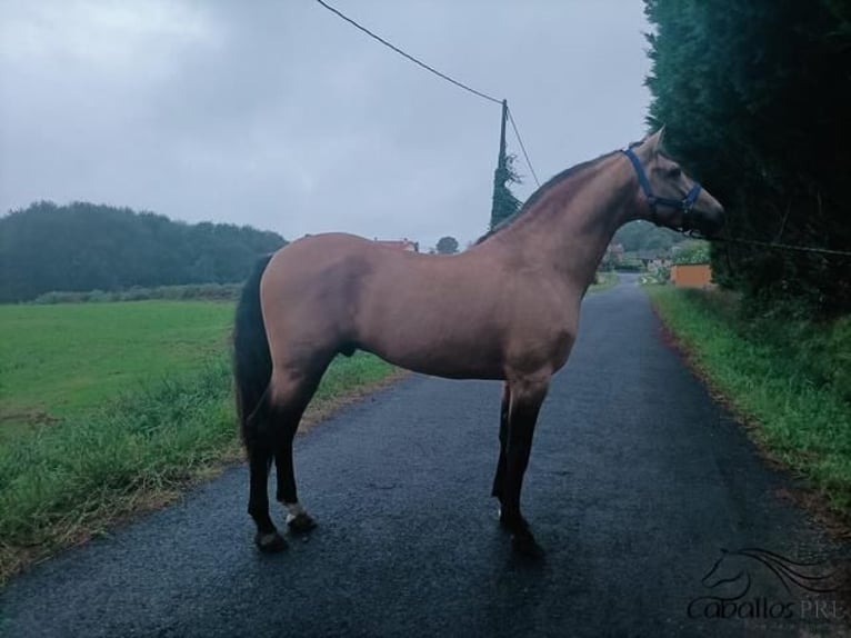 PRE Étalon 4 Ans 164 cm Buckskin in Galicien