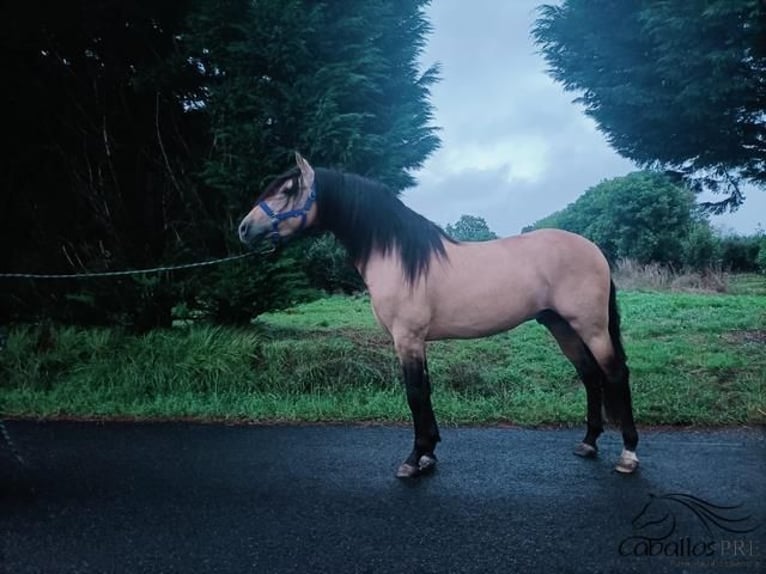 PRE Étalon 4 Ans 164 cm Buckskin in Galicien