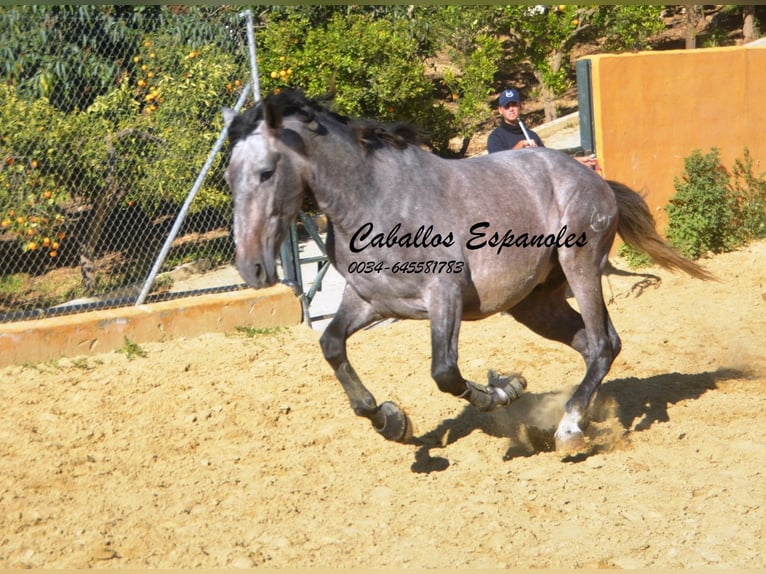 PRE Étalon 4 Ans 164 cm Gris (bai-dun) in Vejer de la Frontera