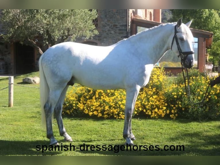 PRE Étalon 4 Ans 164 cm Gris in Barcelona