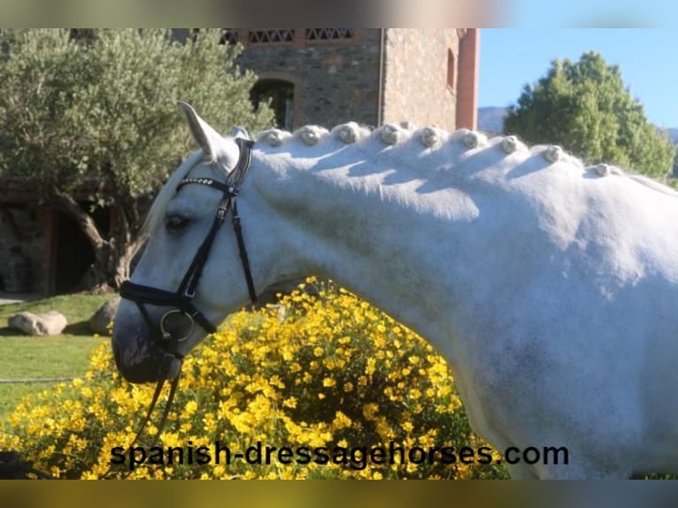 PRE Étalon 4 Ans 164 cm Gris in Barcelona